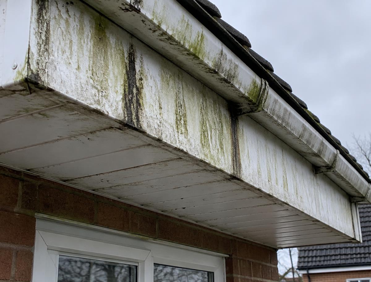 Before: Fascia and soffit streaked with green algae and grime.